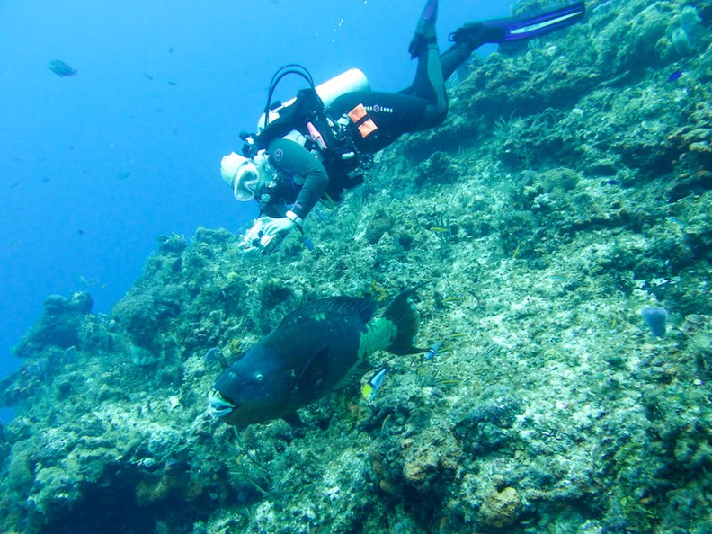 Diver with Rainbow Parrotfish IMG_9290.jpg